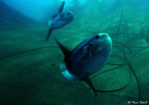 ......Mola mola (ocean sunfish) into the net of "Tonnarel... by Marco Faimali 